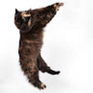 Meet your Posher, Lizz